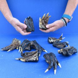 10 real alligator feet for sale 4 to 5 inches long - $40