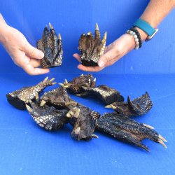 10 real alligator f...