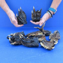 10 real alligator feet for sale 4 to 5 inches long - $40