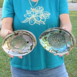 Two piece lot of 7-1/2" & 8" Natural Green Abalone for sale $31