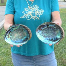Two piece lot of 8-1/2" Natural Green Abalone for sale $31