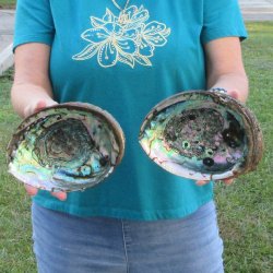 Two piece lot of 8" Natural Green Abalone for sale $31