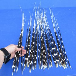 50 piece 15 to 26 inch long, thin African Porcupine Quills (Hystrix africaeaustralis), - for $55.00/lot