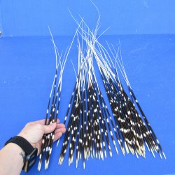 50 piece 15 to 27 inch long, thin African Porcupine Quills (Hystrix africaeaustralis), - for $55.00/lot