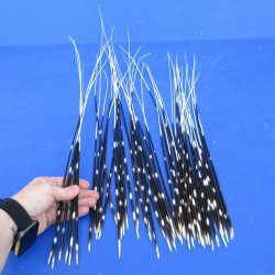 50 piece 13 to 25 inch long, thin African Porcupine Quills (Hystrix africaeaustralis), - for $55.00/lot