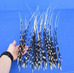 50 piece 16 to 26 inch long, thin African Porcupine Quills (Hystrix africaeaustralis), - for $55.00/lot