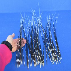 50 piece 14 to 23 inch long, thin African Porcupine Quills (Hystrix africaeaustralis), - for $55.00/lot