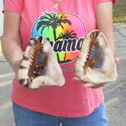Two piece lot of 6 inch King Helmet shells - $18/lot