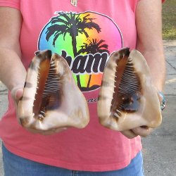 Two piece lot of 6 inch King Helmet shells - $18/lot