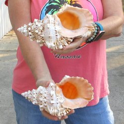 Two piece lot of 8" Frog Shells for sale - $23/lot