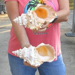 Two piece lot of 8" Frog Shells for sale - $23/lot