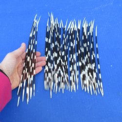 50 Thin African Porcupine Quills 8-1/2 to 11 inches - $50/lot