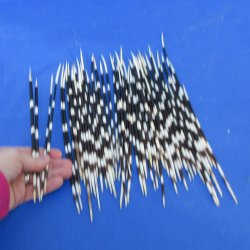 50 Thin African Porcupine Quills 8 to 11 inches - $50/lot