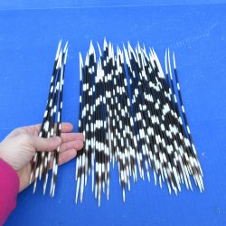 50 Thin African Porcupine Quills 9 to 12 inches - $50/lot