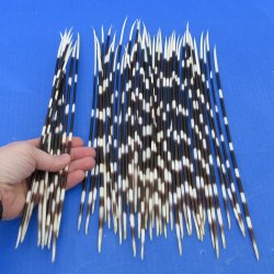 50 Thin African Porcupine Quills 11 to 13 inches - $55/lot
