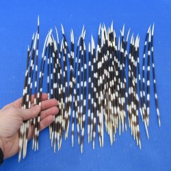 Fifty Thin African Porcupine Quills 10" to 12"