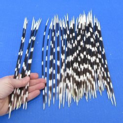 Fifty Thin African Porcupine Quills 10" to 12"