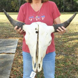 North American B-Grade Bison Skull with 27" Horn Spread - $95<font color=red> (NO POST OFFICE (USPS) SHIPPING!!!)</font>
