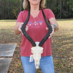 10" African Impala Skull with 18 & 20" Horns - $105