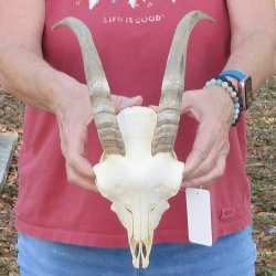 Angora Goat Skull with 11" Horns 