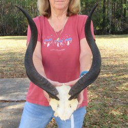 26 inch kudu horns on skull plate for $95
