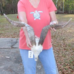African Goat Skull with 24" Horns 