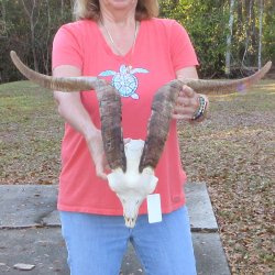 African Goat Skull with 26" Horns 