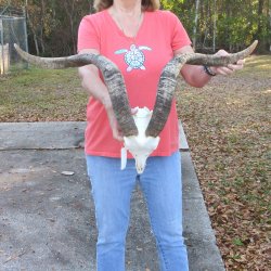 African Goat Skull with 27-3/4" Horn