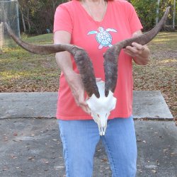 African Goat Skull with 27" Horns 