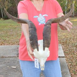 African Goat Skull with 24-1/2" Horns 