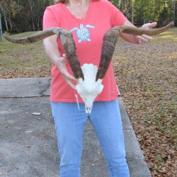 African Goat Skull with 28" Horns 