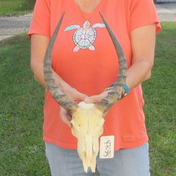 Craft-Grade Impala Skull with 14" Horns - $60