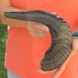 Buy this 16-3/4 inch Polished Sheep Horn Shofar  for $20