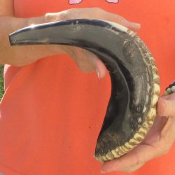 Buy this 14-3/4 inch Polished Sheep Horn Shofar  for $20