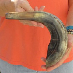 Buy this 15-1/4 inch Polished Sheep Horn Shofar  for $20