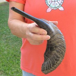 Buy this 17 inch Polished Sheep Horn Shofar  for $20