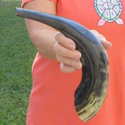 Buy this 15-1/2 inch Polished Sheep Horn Shofar  for $20