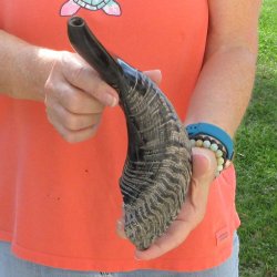 Buy this 15 inch Polished Sheep Horn Shofar  for $20
