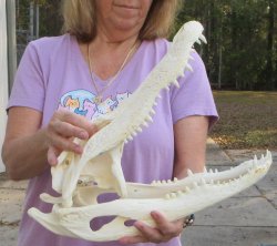 B-Grade Real Florida Alligator Skull, 17-1/2 inches, Buy Now for $125