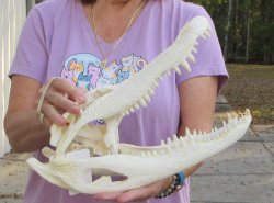 For Sale B-Grade Real Florida Alligator Skull, 16 inches for $125