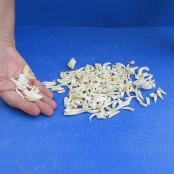 200 Assorted Animal Teeth under 1" - $40