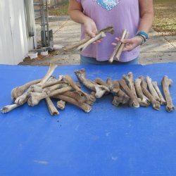 30 piece lot of 8 to 12" deer and wild boar leg bone for $20.00