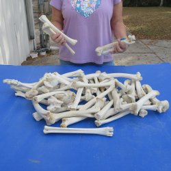 50 Deer Leg Bones, 8" to 10"  <font color=red>Special Price</font> - $30