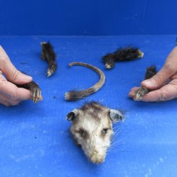 Preserved Opossum Head, Legs, & Tail for sale $30