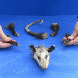 Preserved Opossum Head, Legs, & Tail for sale $30