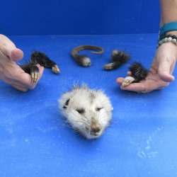 Preserved Opossum Head, Legs, & Tail for sale $30