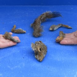 Preserved Squirrel Head, Legs, & Tail - for $30