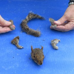 Preserved Squirrel Head, Legs, & Tail - for $30