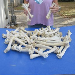 50 Deer Leg Bones, 8" to 10"  <font color=red>Special Price</font> - $30