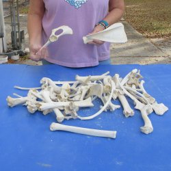 4lb lot of Assorted Bones - $35
